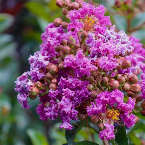 From Amethyst to Violet: Unveiling the Different Shades of Purple Magic Crape Myrtle